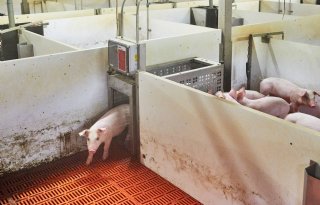 Pigscale bij Joost van der Pas