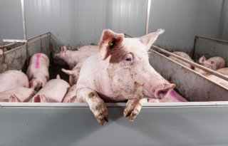 Studiebijeenkomst+over+opfok%3A+%27Basis+productieve+zeugenstapel+begint+hier%27