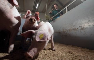 20230330RM Varkens Tijink Almelo 13