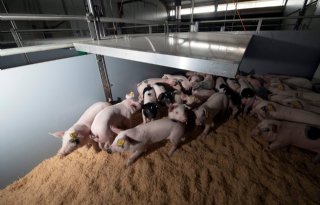 20230330RM Varkens Tijink Almelo 04