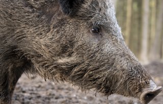 Twee+met+Afrikaanse+varkenspest+besmette+wilde+zwijnen+in+de+buurt+van+Barcelona