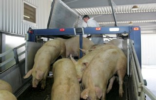 Varkensnoteringen in de min na Afrikaanse varkenspest in Spanje