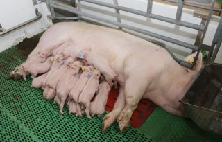 Oproep+om+te+reageren+op+AMvB+dierwaardige+veehouderij