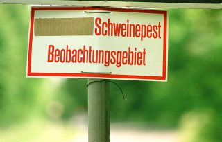 Varken+resistent+tegen+klassieke+varkenspest+na+toepassing+van+gentechniek+Crispr%2DCas