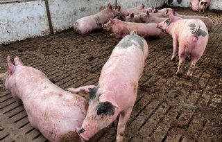 Biologische vleesvarkens klaar voor afleveren