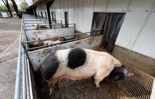 Kraamzeugen op buitenuitloop