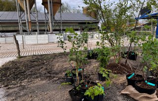 Agroforestery op erf Vennekuus