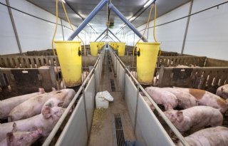 AKVA Broeren Zeewolde vleesvarkens Danbred * PIC 800 Duroc