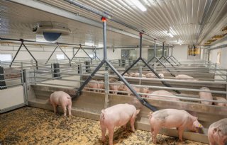 Ammoniakreductie+van+85+procent+met+bewegende+vloer