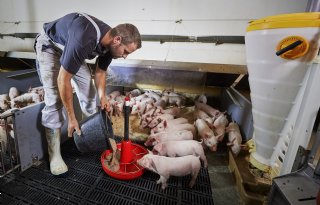 DanBred%3A+jaarlijks+2%2C48+euro+per+vleesvarken+genetische+vooruitgang