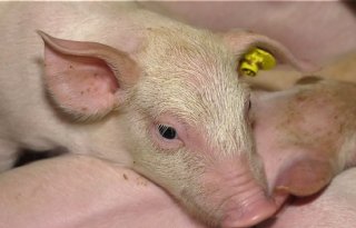 Onderzoek+naar+nooddoding+op+varkensbedrijf