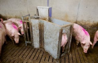 Giedo Steeghs Panningen 04