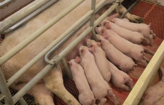 Poolse+varkenssector+werkt+aan+structurele+verbetering