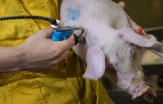 Naaldloze vaccinatie big 5 weken leeftijd Varkensbedrijf Hakvoort Keijenborg-034