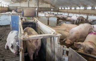 Voeding bijsturen met dagelijkse weging: tweedeworpsdip is nu tweedeworpsplus