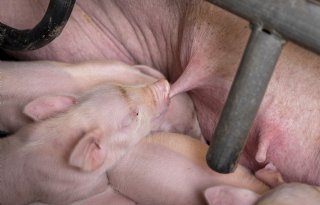 Functionele+speen+is+erg+aantrekkelijk