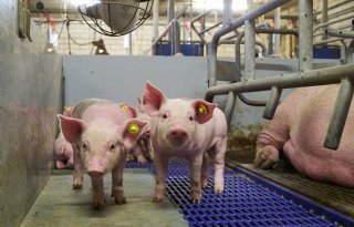 Big met goede voeropname loopt minder risico op speendiarree