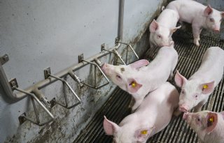 Marlies en Johan Jacobs gespeende biggen drinkbar 