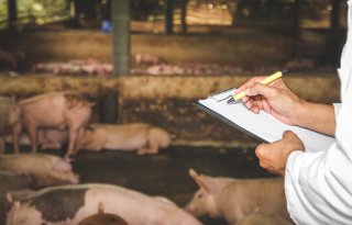 Boeren+op+Cyprus+willen+vaccineren+in+plaats+van+massale+ruimingen+bij+MKZ