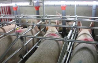 Bij+tweede+berigheid+op+juiste+moment+insemineren+loont
