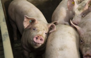 Varkens- en biggenmarkt kabbelen rustig door