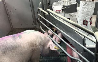 Twaalf innovatieve veehouderijprojecten in race voor Deltaplan Veehouderij Awards 2026