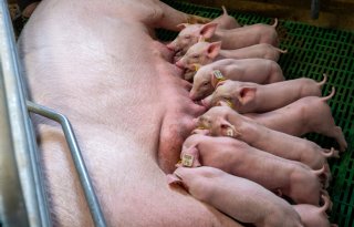 Europese Commissie presenteert strategie voor toekomstbestendige veehouderij