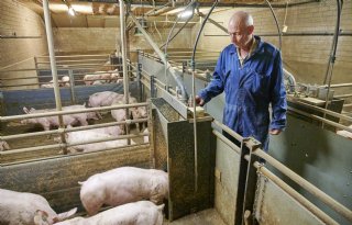 Vleesvarkens een week eerder op gewicht door continu aanbod van brijvoer