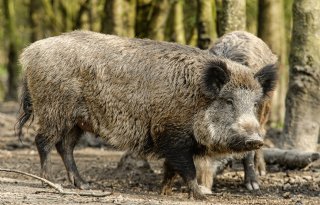 Poolse varkens- en pluimveesector onder druk door dierziekten en gebrekkige bioveiligheid