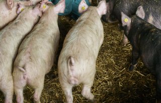 Dalende prijzen zetten voerwinsten biologische varkens onder druk