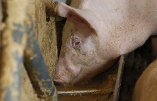 Afzet+vochtrijke+diervoeders+bij+varkens+daalt+ruim+5+procent