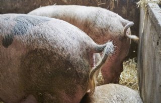 POV%2C+LTO+en+NAJK+willen+balans+tussen+AMvB+dierwaardige+veehouderij+en+convenant
