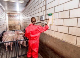 Minder kans op virusaanpassing PRRS met strak entschema