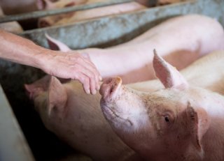 Groepsdynamiek is cruciaal voor sociaal gedrag vleesvarkens