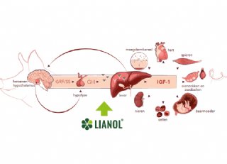 IGF-1 als natuurlijke buffer tegen hittestress bij zeugen