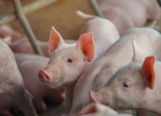 Hoestende of niezende biggen? Denk aan griep!