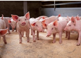 Verotoxine onder de radar: wat je niet ziet, kost je wel geld