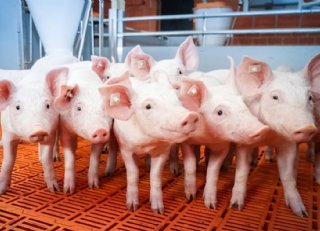 Subklinische circo: de onderschatte oorzaak van productieverlies