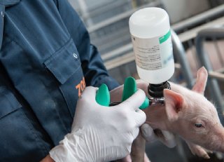 Succesvolle biggenvaccinatie begint met de juiste timing