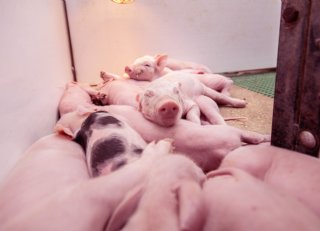 'De biggen merken er niets van'