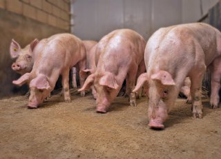 Nieuwe inzichten in voerbenutting: moderne vleesvarkens vragen om nieuwe voerstrategie