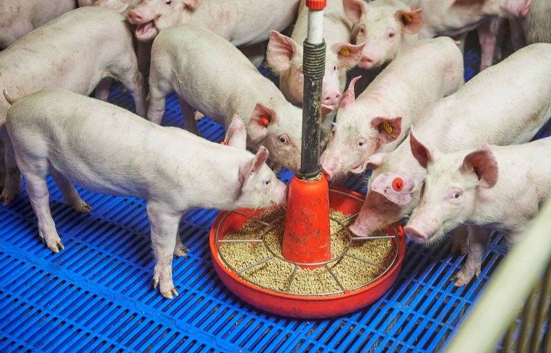 Tot opleg in vleesvarkensstal krijgen de biggen droogvoer.