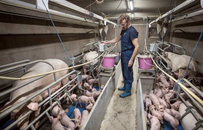 Overtallige biggen komen in een groep van vier zeugen bij melkbijvoerinstallatie ALFF.