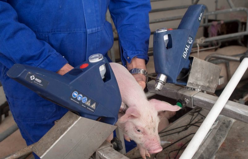 
Met twee IDAL’s geeft Anton Uitslag de biggen op drie weken leeftijd vaccins tegen PRSS, PIA en circo. De laatste twee zijn hiertoe gemengd.