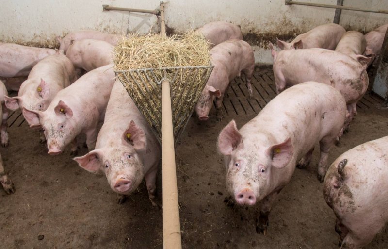 De gezonde vleesvarkens groeien hard. Binnen honderd dagen zijn de hokken weer leeg.