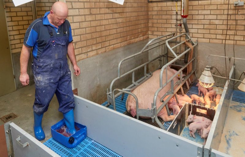 Bij binnenkomst van iedere kraamafdeling stapt medewerker Frans van Kuringen altijd eerst in de ontsmettingsbak.