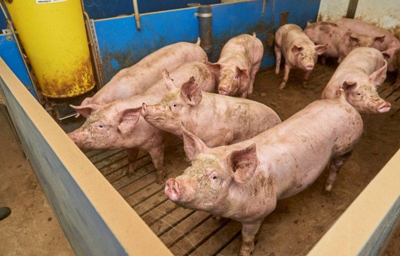 De vleesvarkens groeien harder en de voerconversie is gedaald sinds de start van de PIA-vaccinatie.