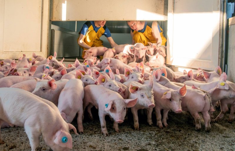 Jasper Pierik en medewerker Bas Ubbink zorgen dat de biggen van binnen naar buiten gaan.