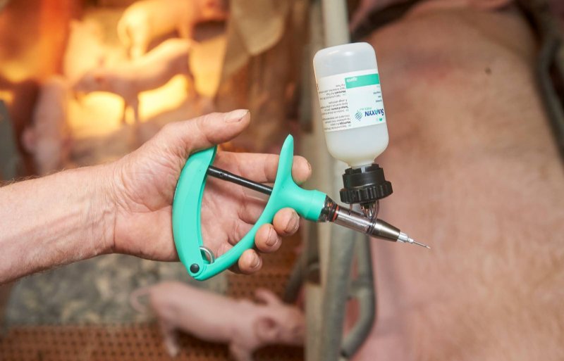 2 milliliter PRRS-vaccin is geen issue voor jonge big.