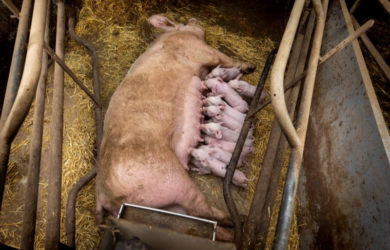 Een biologische zeug op stro geeft haar toom biggen volop melk.